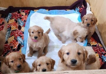 AKC Golden Retriver puppies
