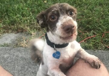 Three year old poodle terrier mix