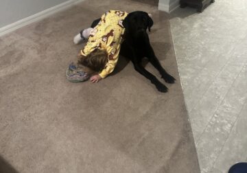 3year old Female Black Lab with Papers