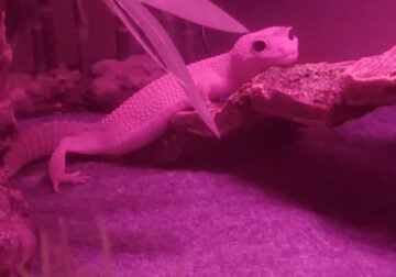 Leopard Gecko with Full Set Up