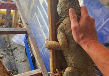 Male green iguana for sale