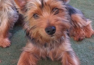 Young, healthy, unfixed male Yorkie