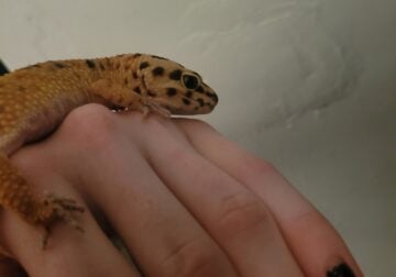 Leopard gecko for adoption!