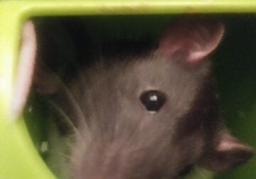 Giving Away Two Rats — FREE