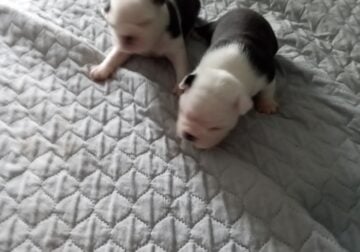 2 boy Fenchton puppies for sale.