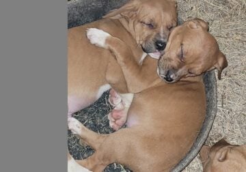 Cute Farm Puppies in need of Forever home