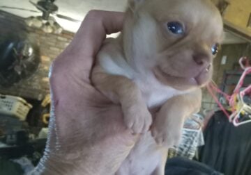 Tiny toy and teacup chihuahuas fir sale