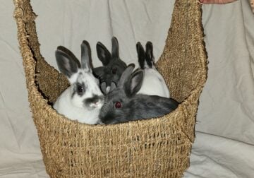 Baby Bunny Rabbits Polish