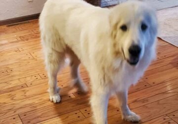 2 year old Great Pyrenees