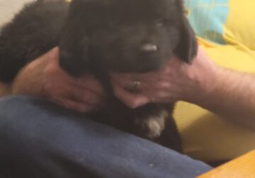 2 Female full blood Newfoundland puppies for sale