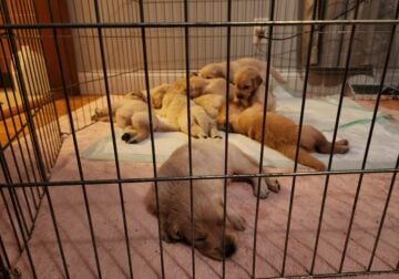 English cream Golden retriever puppies for sale