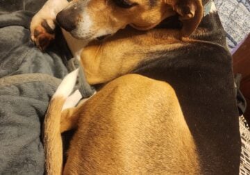 Rehoming Beagle Dog