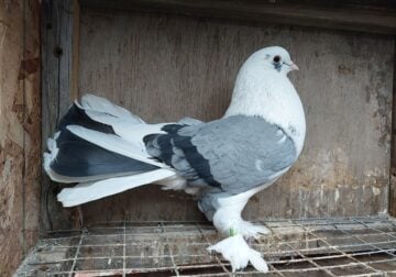 Rehoming Pigeon