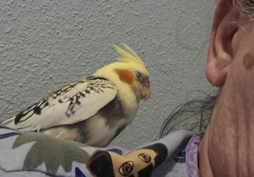 Hand fed hand tame Baby cockatiels