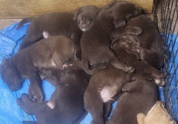 Full blooded english lab puppies