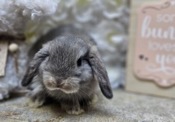 Purebred Holland Lop baby bunny rabbit