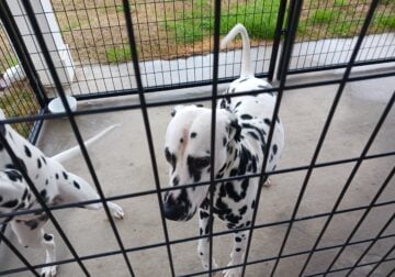 Dalmatian Male 6 years old athletic a yard please.
