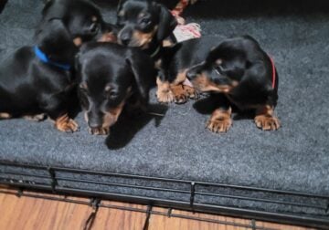 Minature Dachshund Puppies