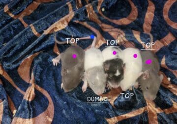 Baby rats looking for homes!