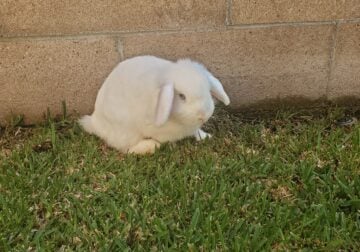 Flop ear bunny in need of good home