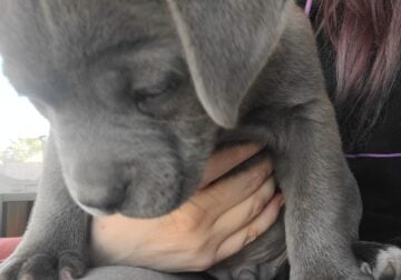 Grey pitbull puppy