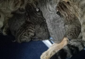 5 healthy tabby kittens 1 g 3 b