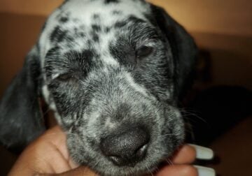 Dalmatian puppies FOR SALE