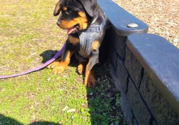 Puppies available for rehoming Rottweiler