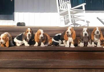 basset hound puppies ready to go!