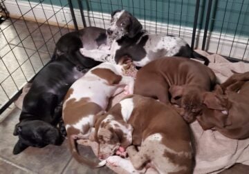 Catahoula puppies for sale