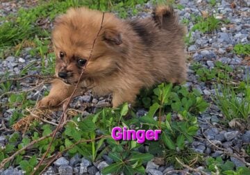 SuzyQs Precious Pup Ginger