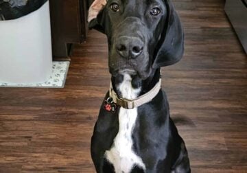 Great Dane Puppy 8 mo old