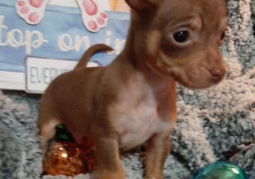 Male Chihuahua puppy Chocolate tri