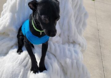 Therapy-Companion Dog Chihuahua