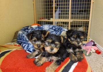Yorkshire Terrier puppies males