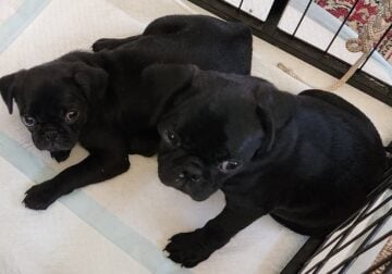 2 Female CKC Registered Pug puppies for sale.