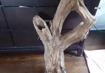 Reptile wood/log