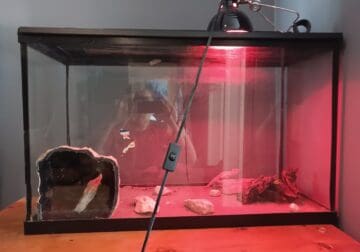 two lepard geckos with tank, lid, heater, etc.