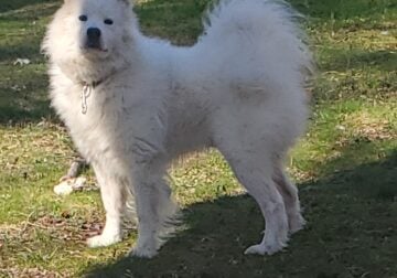 Rehome Samoyed Pure Breed AKC Registered