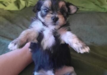 Maltese and Yorkie mix pups