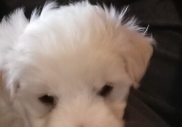 Male Maltese puppy for sale