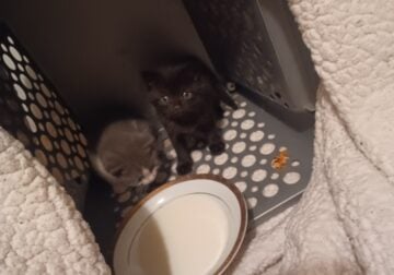 Two Baby Kittens need good home