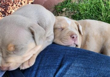 ABKC Registered Bully Puppies