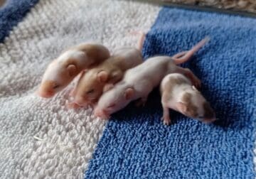 ! Free Baby Fancy Mice !