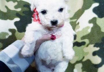 Maltese and Poodle mix pups
