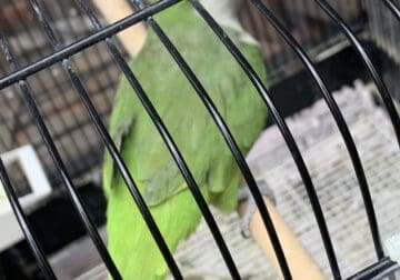 2-Quaker Parrots w/Cage