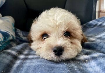 Maltipoo Puppies – Central MN Pickup