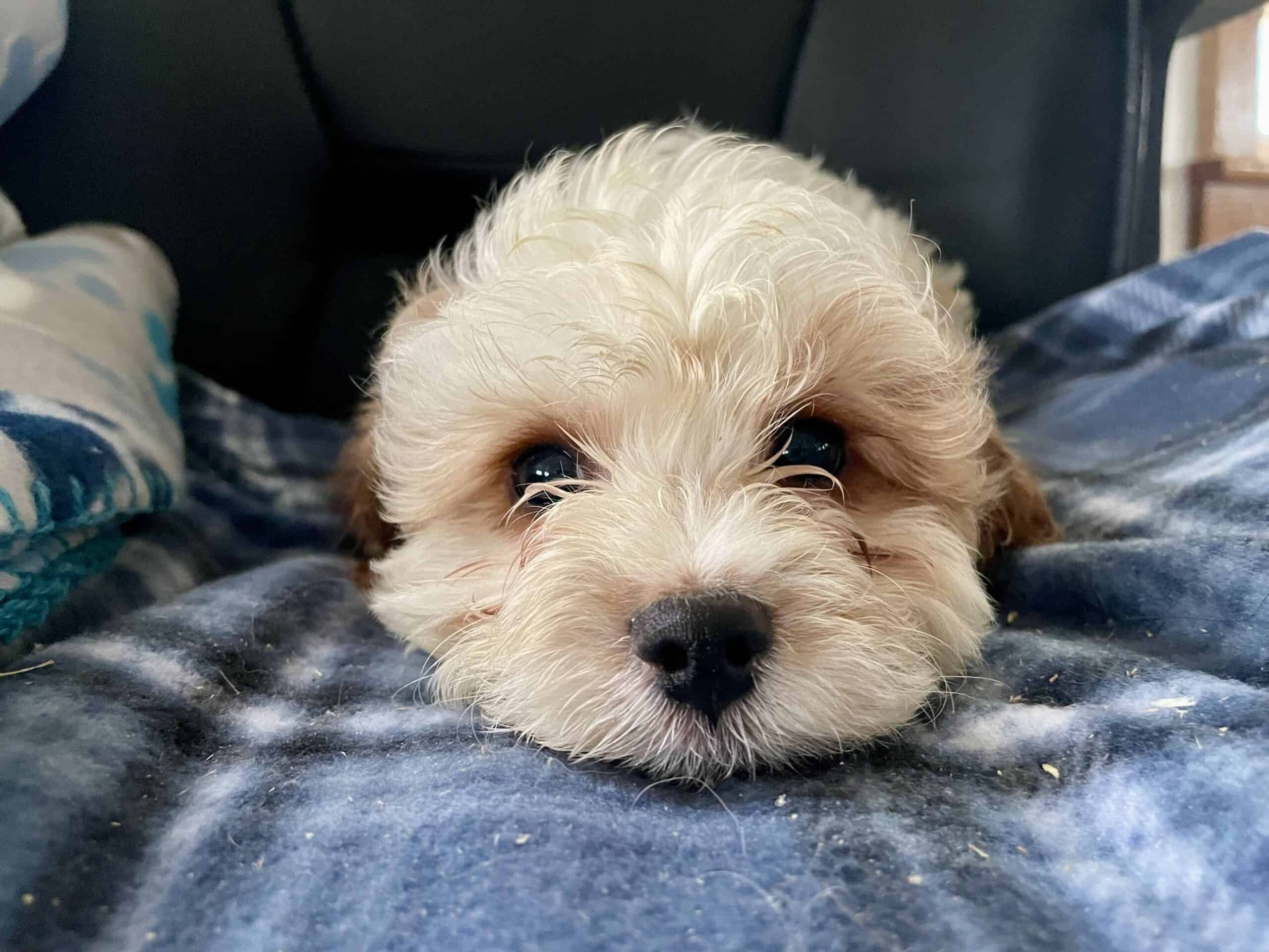 Maltipoo Puppies – Central MN Pickup