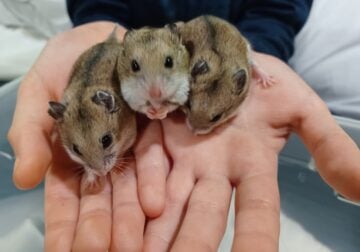 Hand raised baby hamsters