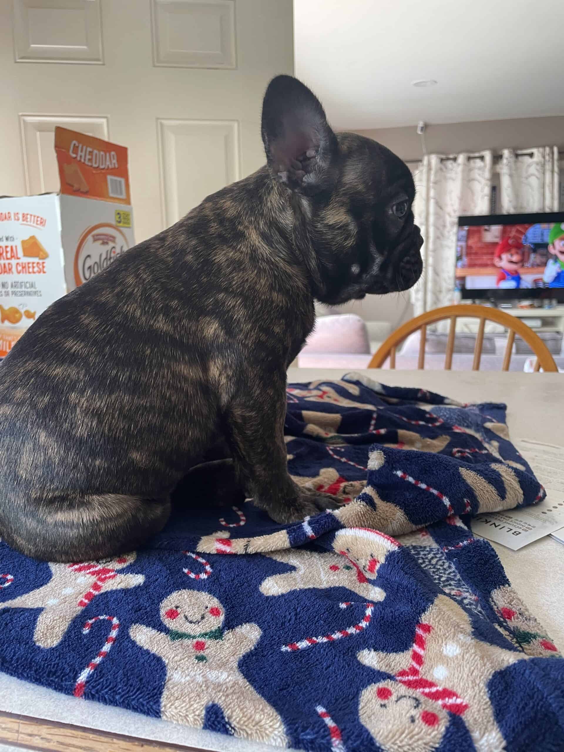 Frenchies | PetClassifieds.com